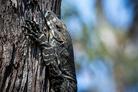 Goanna, Large tree dwelling lizard, Southeastern coastal forests, Australia. Native Lace Monitor.