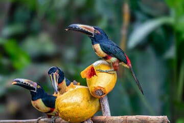 Collared aracari (Pteroglossus torquatus) is a near-passerine bird in the toucan family Ramphastidae. La Fortuna, Volcano Arenal, Wildlife and birdwatching in Costa Rica.