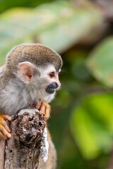 Naklejka na ściany i meble Central American squirrel monkey (Saimiri oerstedii), Quepos, Costa Rica wildlife