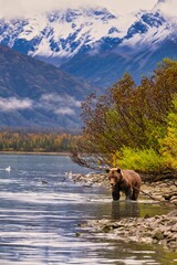 Alaskan Brown Bear (Ursus horribilis) at Lake Clark National Park looking for food