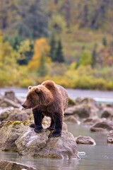 Alaskan Brown Bear (Ursus horribilis) at Lake Clark National Park looking for food
