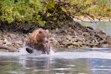 Alaskan Brown Bear (Ursus horribilis) at Lake Clark National Park looking for food