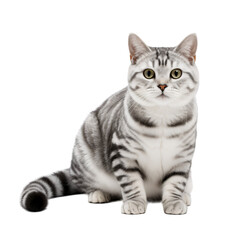 Fototapeta premium cat isolated on transparent background