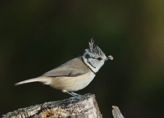 Obraz premium European crested tit 