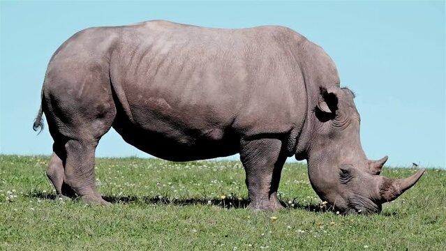 Rhinoceros with horns in tact eating grass