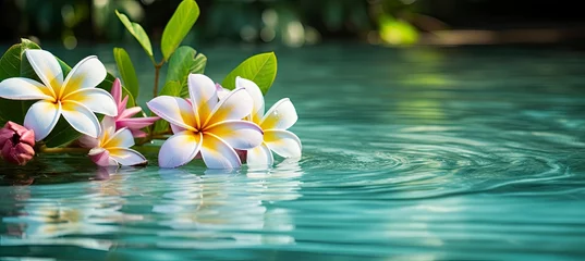 Muurstickers Plumeria flowers on green leaf floating on water. A peaceful and serene scene with a touch of nature and beauty. © Ahasanara