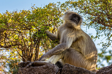Close-up portrait of a gray langur sitting on a stone wall against a green tree background. Bengal sacred langur (Semnopithecus entellus, Northern plains gray) lives in the tropics in India. Wildlife.
