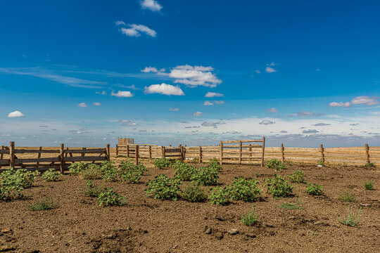 Bright sunny day in the Russian steppe with the fence of a cattle pen or vegetable garden. Bright blue sky with Cumulus clouds. Xanthium grows on the ground.