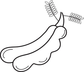 tamarind hand drawn outline