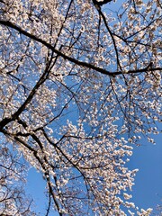 cherry blossom in spring