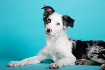 Border blue Collie puppy lying on isolated blue background