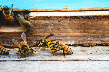 Guard bees fighting yellow jacket wasp on beehive landing board.