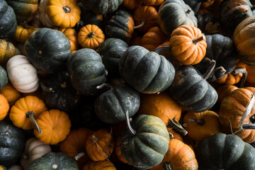 Overhead view of colorful miniature pumpkins.