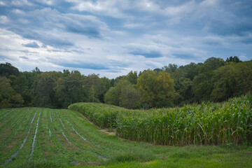 Obraz premium Cornfield on cloudy fall day.