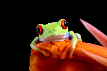 Fototapeta premium Close up photo of red-eyed tree frog on a leaf