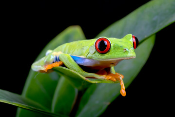 Fototapeta premium Close up photo of red-eyed tree frog on a leaf