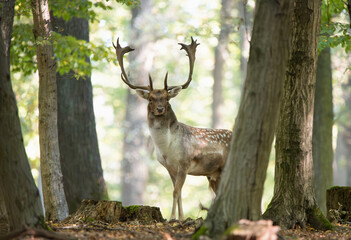 Dama dama and an important period of the year, the female rut.