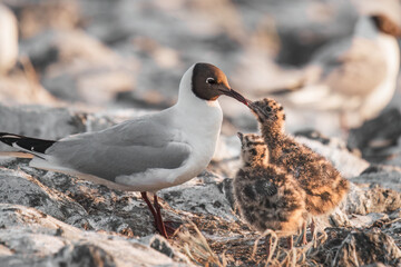 seagull with cute little chicks in the nest