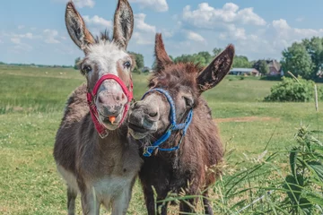 Zelfklevend Fotobehang two donkeys in the field, one donkey holding a carrot in his mouth © Cavan