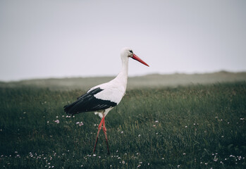 Obraz premium large white stork stands in a field