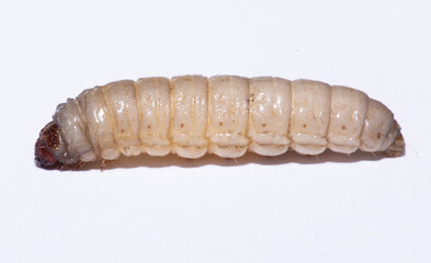 Naklejka premium galleria mellonella using for biology as a model