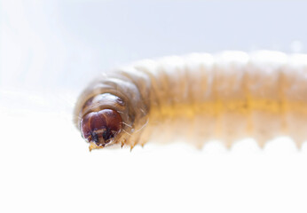 galleria mellonella using for biology as a model