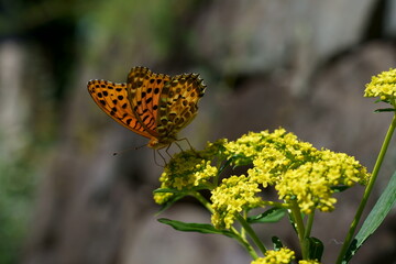 オミナエシの花の上にツマグロヒョウモン蝶