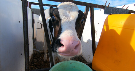 Calves on a livestock farm in white separate plastic cages.