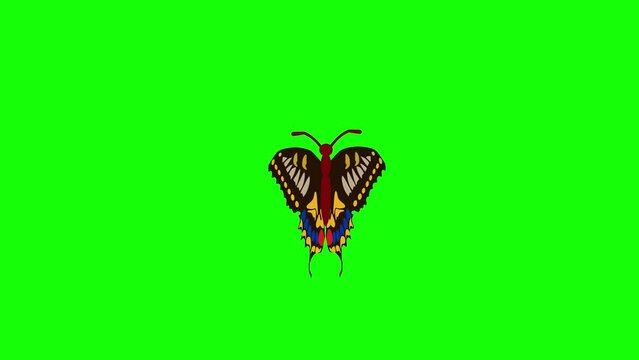 Butterfliy flying animation in green screen