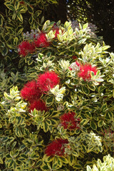 Red bottle-brush tree (Callistemon) flowers.