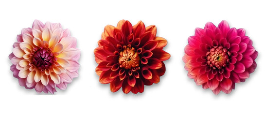 Orange red, Pink, light pink dahlia flowers isolated on transparent background. Top view, flat lay.  