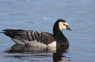Barnacle goose