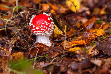 Fly agaric (Amanita muscaria) is a red and white spotted poisonous toadstool mushroom in a forest in Sauerland. Close up of colorful small fruit body breaking through brownish wet autumn foliage.