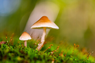 Yellowleg bonnet or yellow-stemmed mycena (Mycena epipterygia) a fungus in the family Mycenaceae. Pair of small mushrooms macro close up growing on a moss covered tree stump in fall season in Germany.