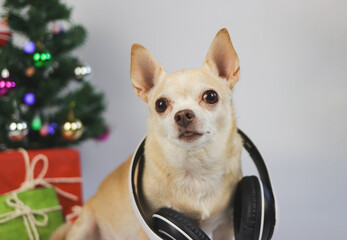 brown short hair chihuahua dog wearing headphones around neck sitting on white background with Christmas tree and red and green gift box.