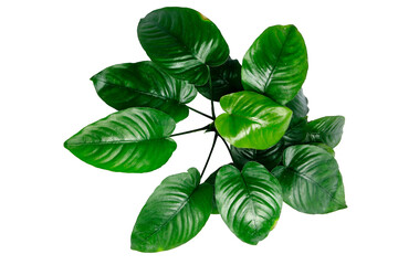 Top View Exotic dark leaves of Anubias Broad Leaf popular aquatic plant in aquascape isolated on...