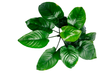Top View Exotic dark leaves of Anubias Broad Leaf popular aquatic plant in aquascape isolated on transparent background. PNG transparency