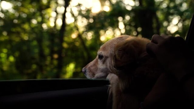 dog looks out car window. pet hunting dog spaniel. dog life. cheerful happy pet. dog dream. catch the wind from window with your muzzle. enjoy freedom nature. red spaniel catches wind with its face.