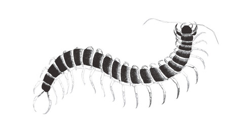 Red-headed centipede (Scolopendra Morsitans). Doodle sketch. Vintage vector illustration.