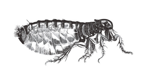 Human flea (Pulex irritans). Doodle sketch. Vintage vector illustration.