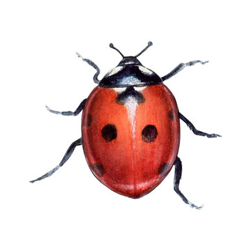 Watercolor illustration of ladybird hand-drawn on white background. Realistic animal picture of ladybug for icon or logo, designs and greetings