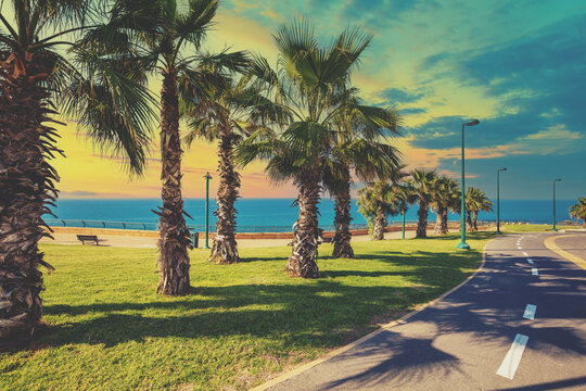 Seascape Embankment with palm trees. Promenade with palm trees. Netanya. Israel