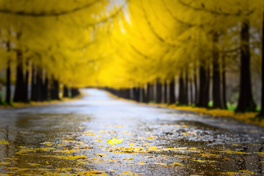 黄色いカラマツ防風林の雨で濡れた並木道