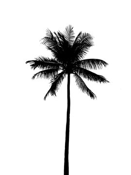 Palm tree silhouette and isolated on white. Coconut tree leaves with the black color but natural beauty of beach area.