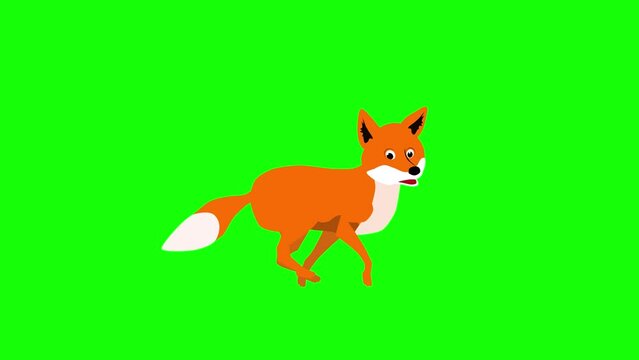 Cartoon Red fox run cycle animation on green screen