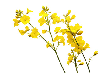 Picturesque Yellow Rapeseed Isolated on Transparent Background