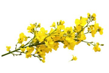 Blooming Rapeseed Cluster Isolated on Transparent Background - obrazy, fototapety, plakaty