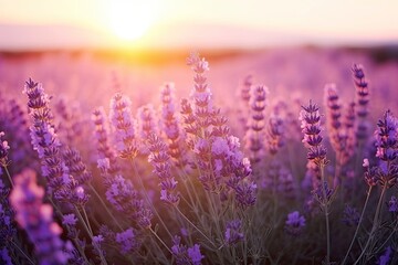 Close up lavender flowers in beautiful field at sunset.