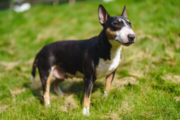 Bullterrier 