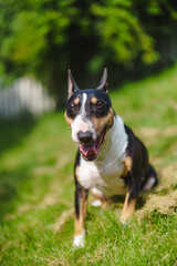 Bullterrier 